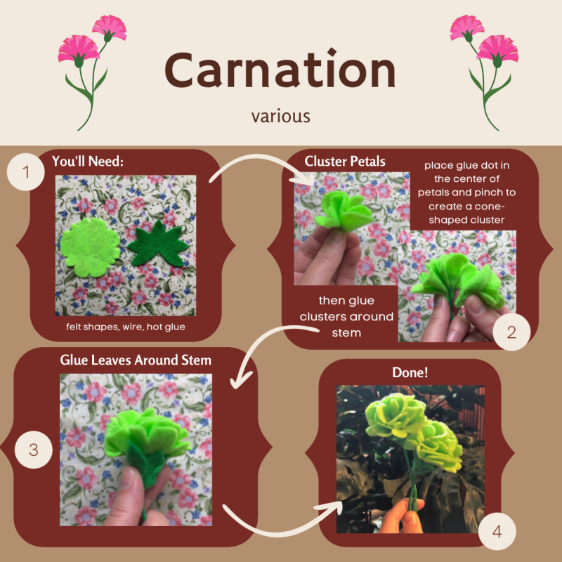 Carnation